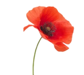 Nord asphalte coquelicot