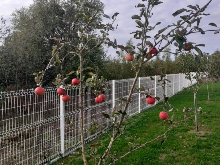 Nord asphalte arbres fruitiers