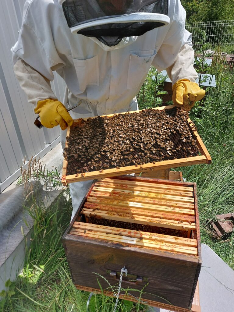 Nord Asphalte apiculture